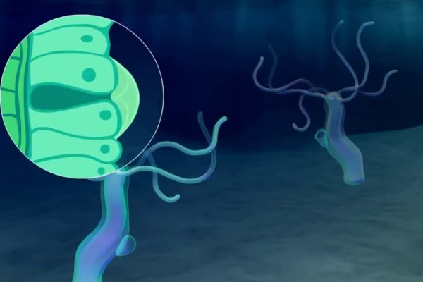 Kraken магазин