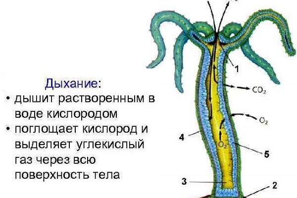 Сайт мега кракен