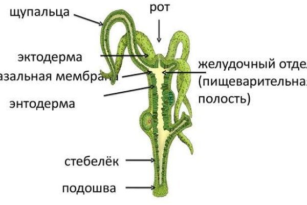 Kraken 13at